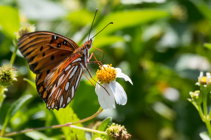 gulf fritillary